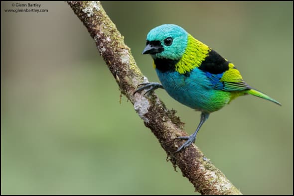 Green-headed Tanager (Tangara Seledon)