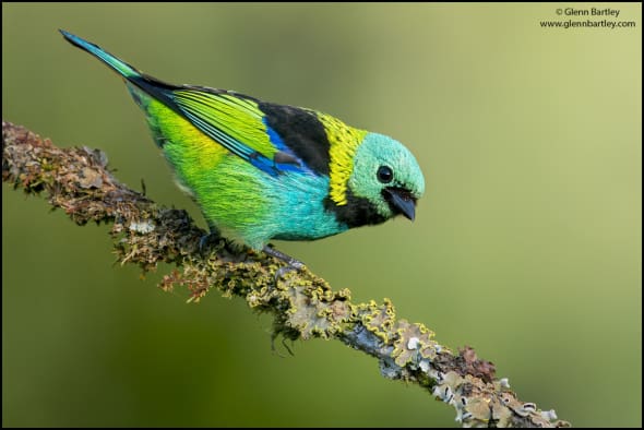 Green-headed Tanager (Tangara Seledon)