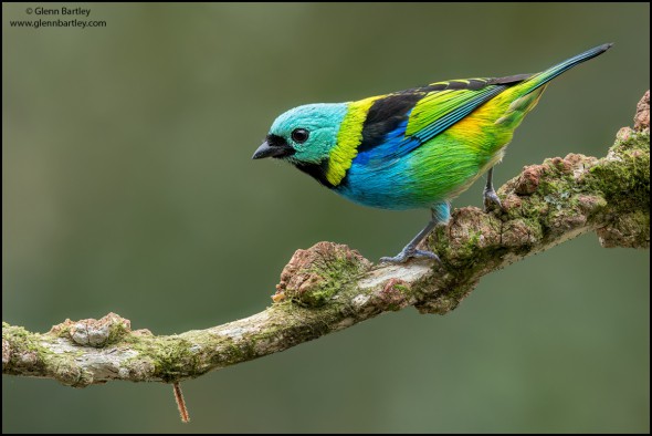 Green-headed Tanager (Tangara Seledon)