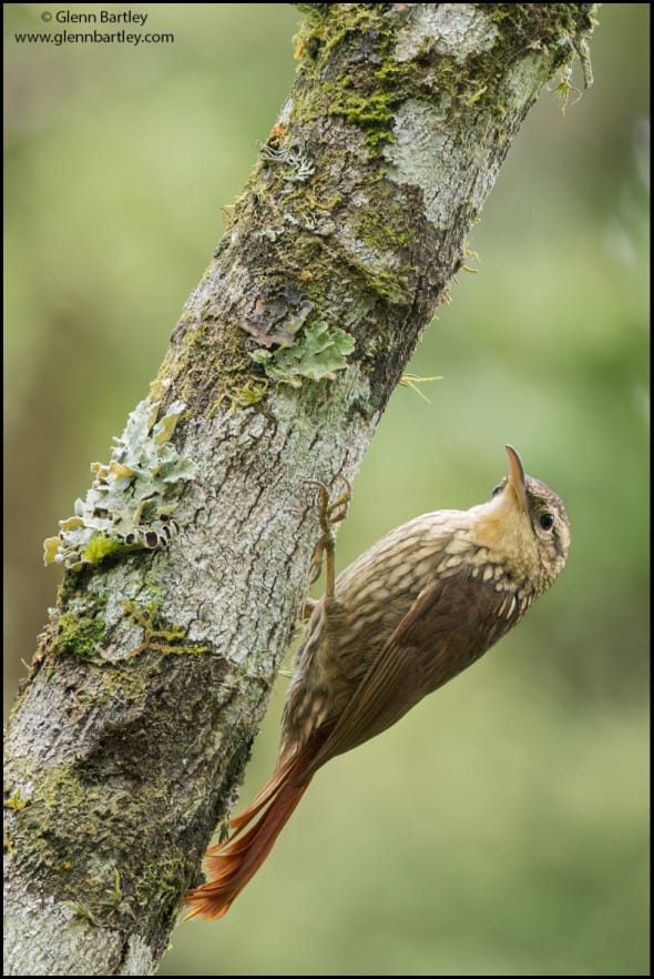 Lesser Woodcreeper (Xiphorhynchus Fuscus)