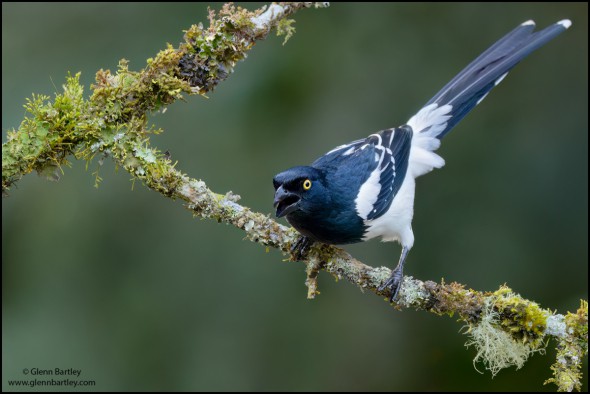 Magpie Tanager (Cissopis Leveriana)