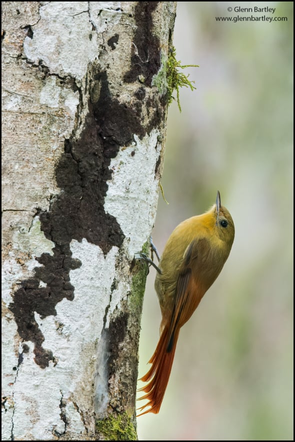 Olivaceous Woodcreeper