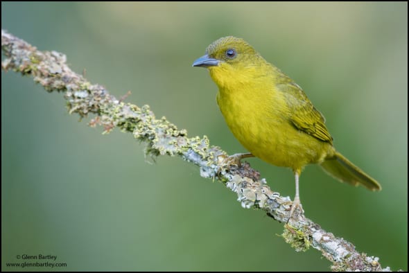 Olive-green Tanager (Orthogonys Chloricterus)