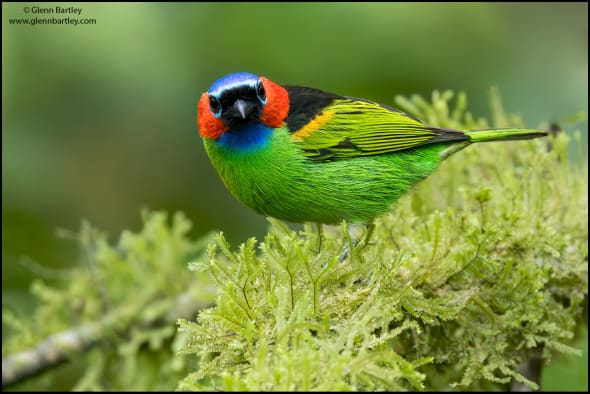 Red-necked Tanager (Tangara Cyanocephala) 