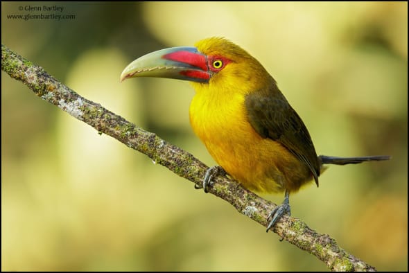 Saffron Toucanet (Pteroglossus Bailloni)