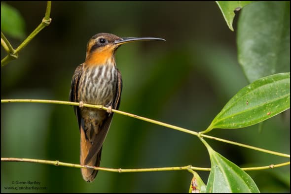 Saw-billed Hermit (Ramphodon Naevius)