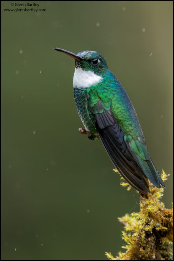 White-throated Hummingbird 