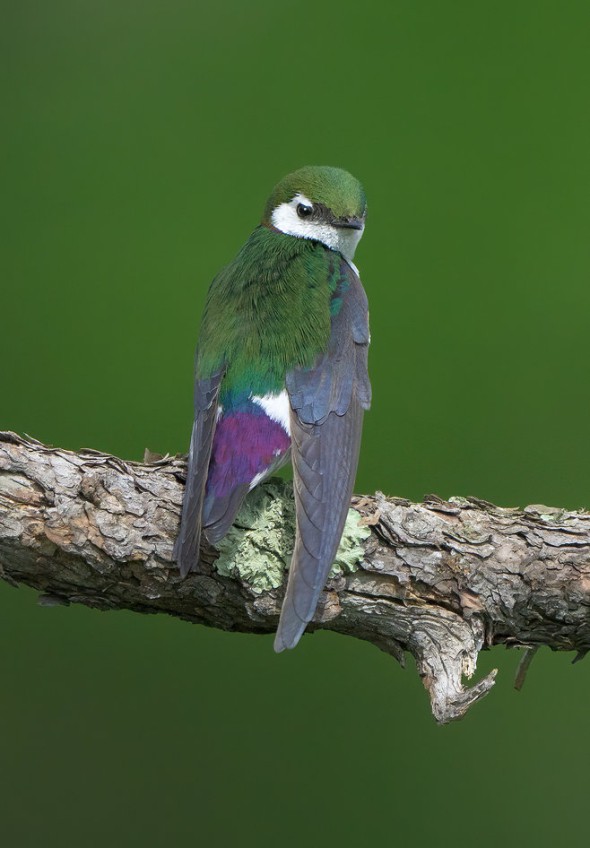 Violet-green Swallow