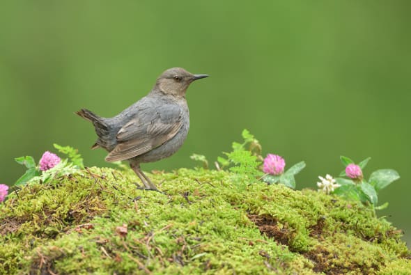 American Dipper 