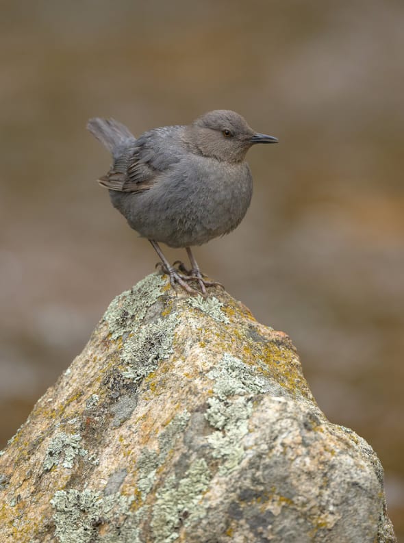 American Dipper 