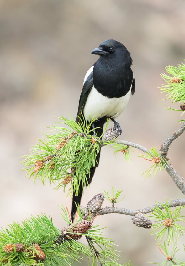 Black-billed Magpie