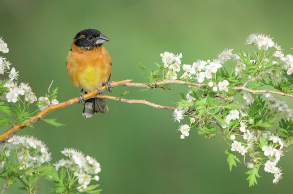 Black-headed Grosbeak