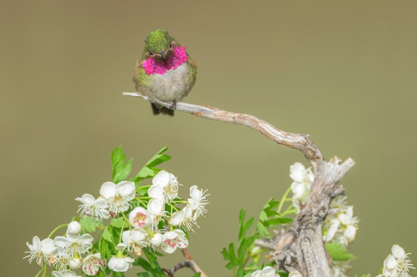 Broad-tailed Hummingbird