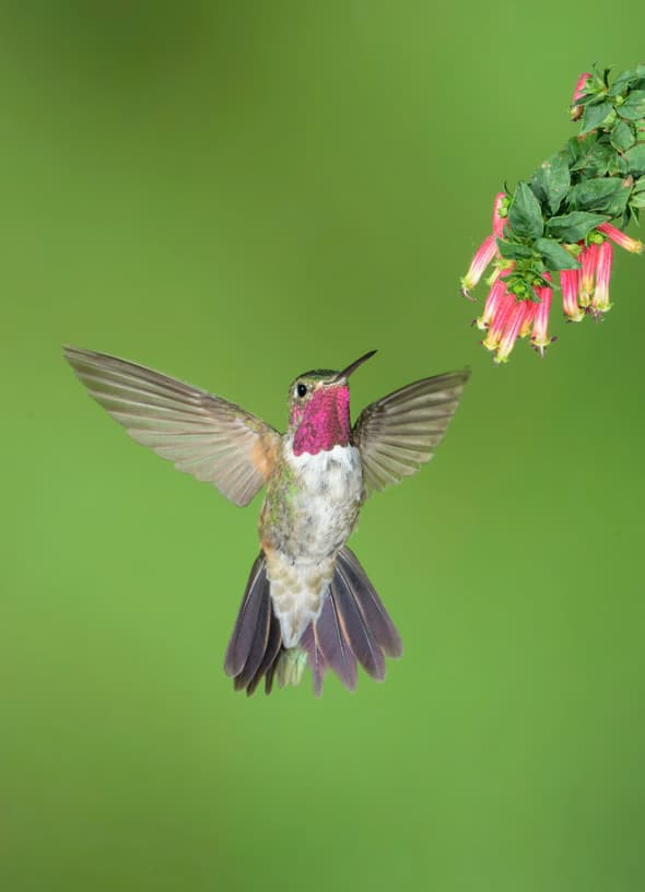 Broad-tailed Hummingbird