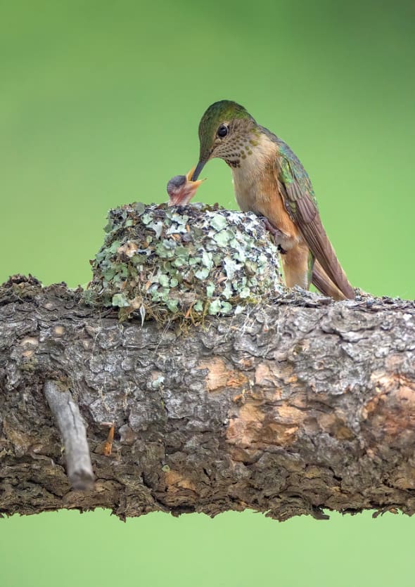 Broad-tailed Hummingbird Feeding Young