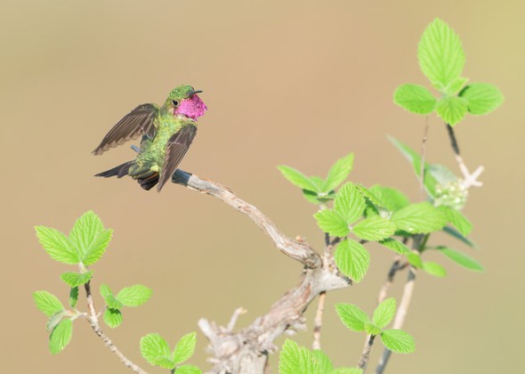 Broad-tailed Hummingbird