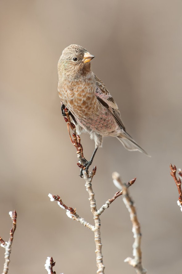 Brown-capped Rosy-finch