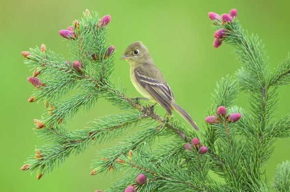 Cordilleran Flycatcher on Engelmann Spruce