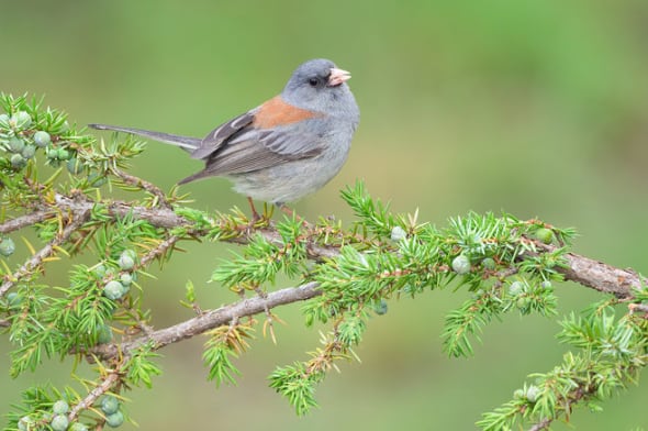 Dark-eyed Junco on Juniper