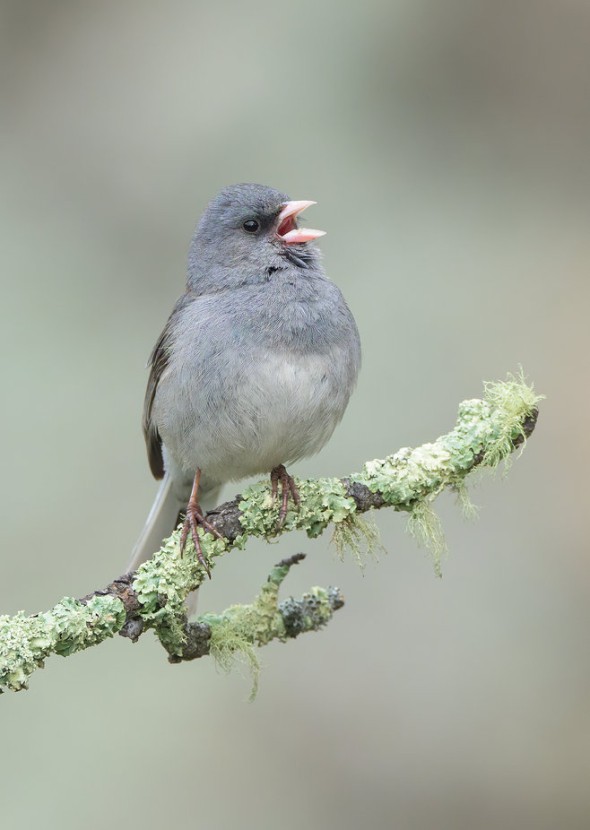 Dark-eyed Junco (Gray-headed)