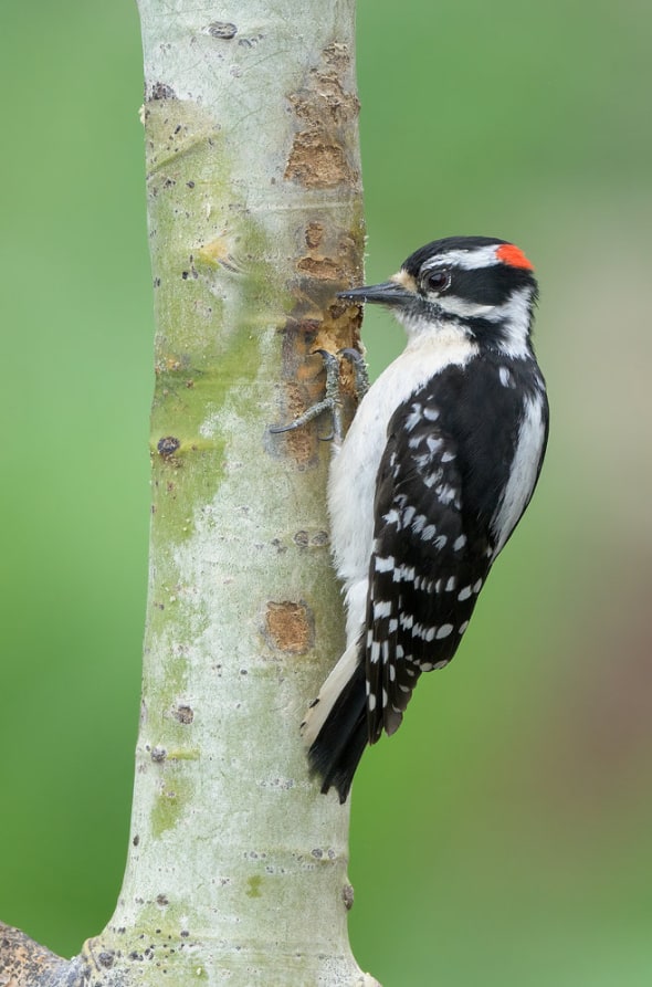 Downy Woodpecker on Aspen