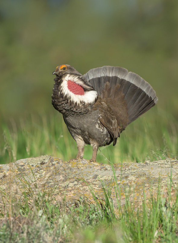 Dusky Grouse in Full Display