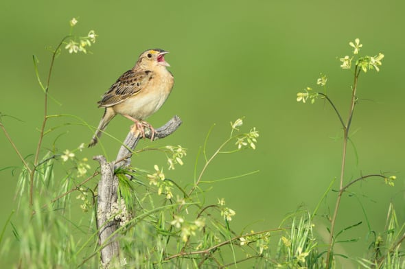 Grasshopper Sparrow