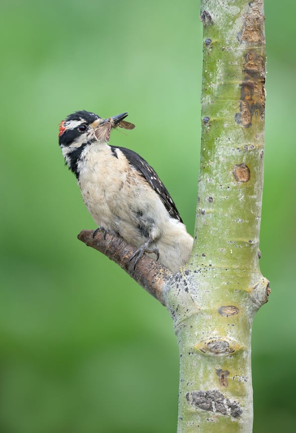 Hairy Woodpecker with Food