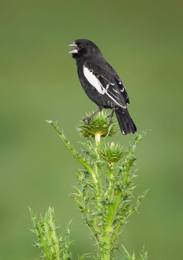 Lark Bunting on Nodding Thistle