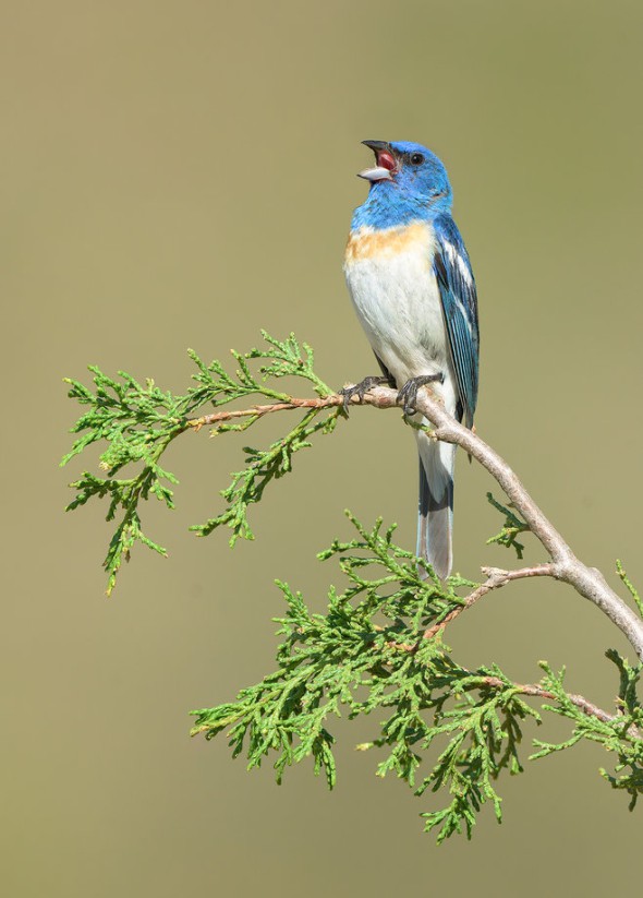 Lazuli Bunting on Rocky Mountain Juniper