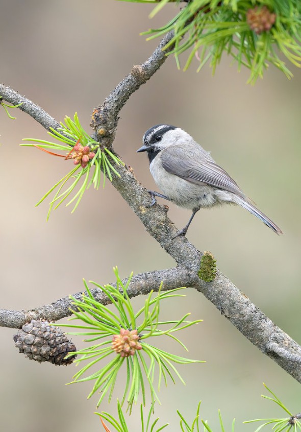 Mountain Chickadee on Jack Pine