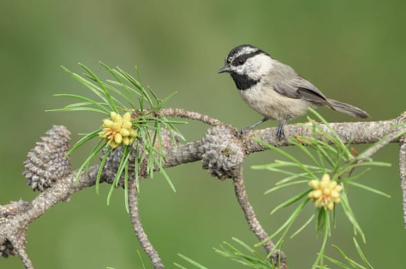 Mountain Chickadee on Jack Pine