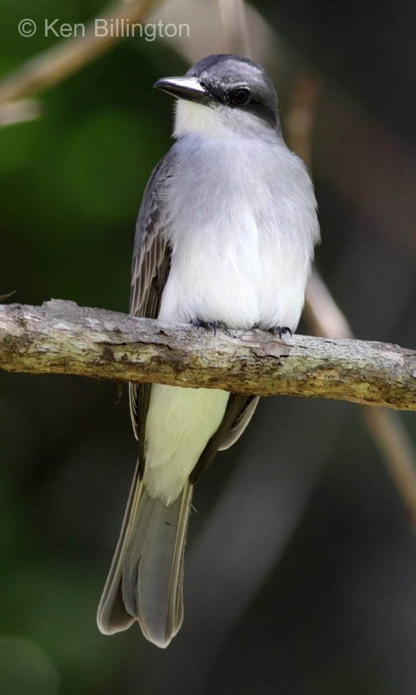 Gray Kingbird (Tyrannus dominicensis) 