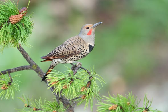 Northern Flicker on Lodgepole Pine