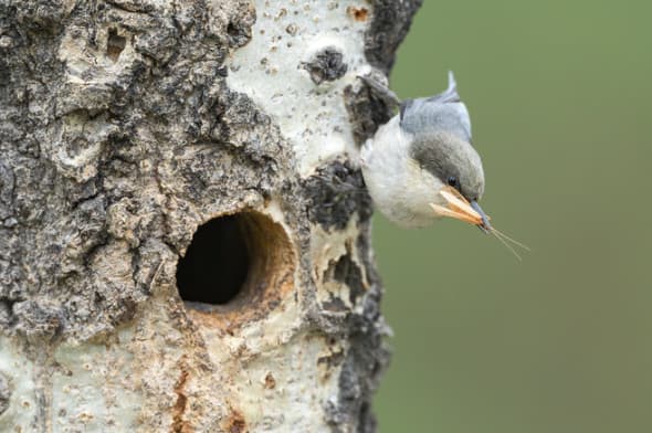 Pygmy Nuthatch Bringing Food for the Young