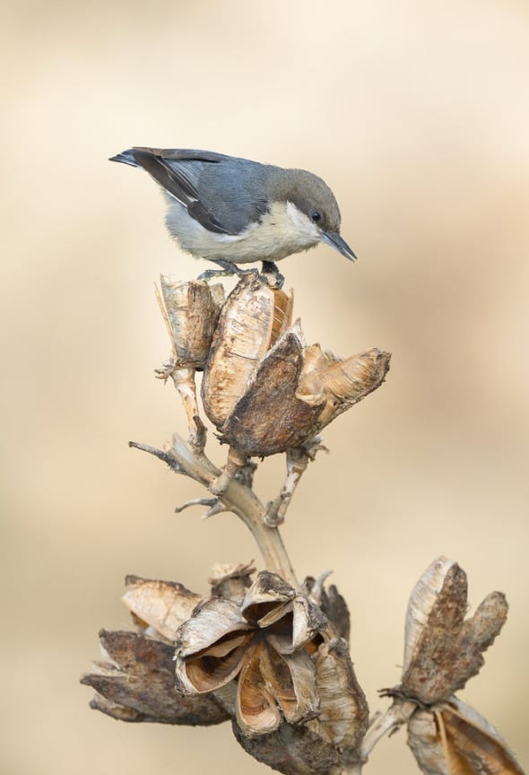 Pygmy Nuthatch on a Soapweed Yucca