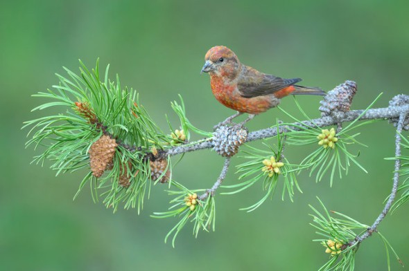 Red Crossbill on Jack Pine