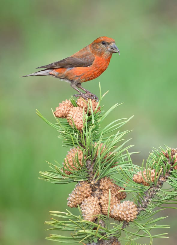 Red Crossbill on Lodgepole Pine