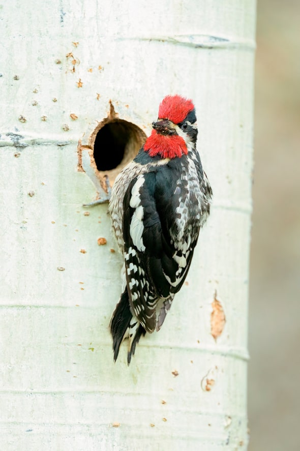 Red-naped Sapsucker at Nest Cavity.