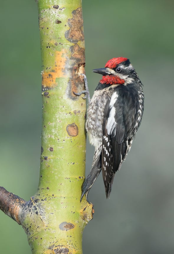 Red-naped Sapsucker on Aspen