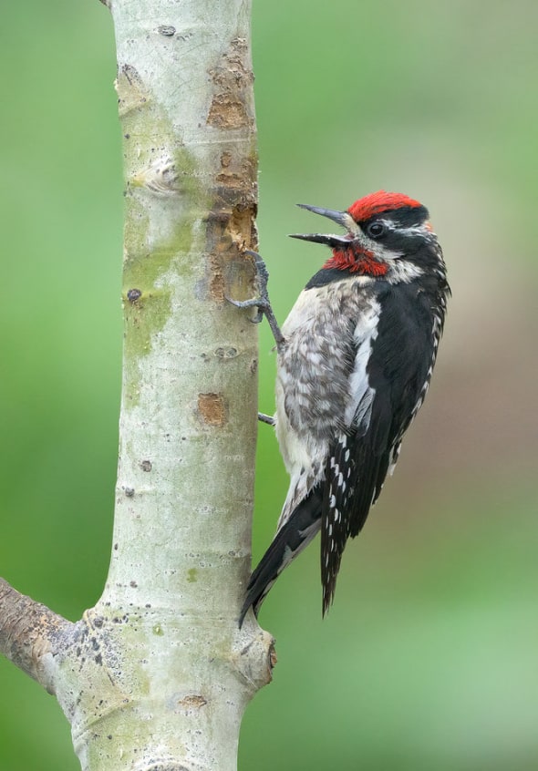 Red-naped Sapsucker