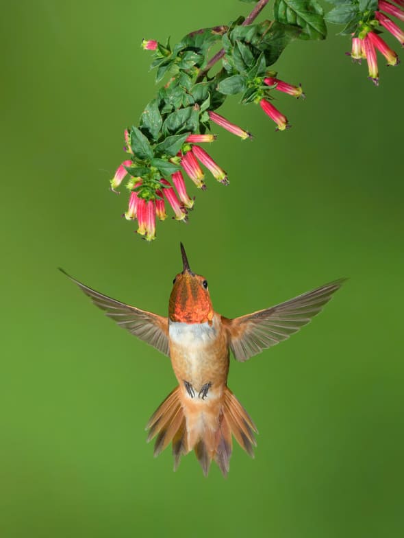 Rufous Hummingbird at Firecracker Plant