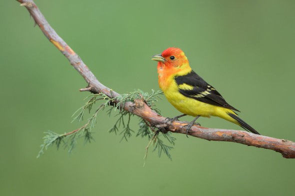 Western Tanager on Rocky Mountain Juniper