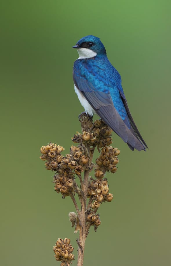 Tree Swallow on Mullin