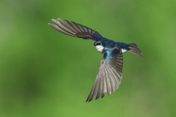 Tree Swallow