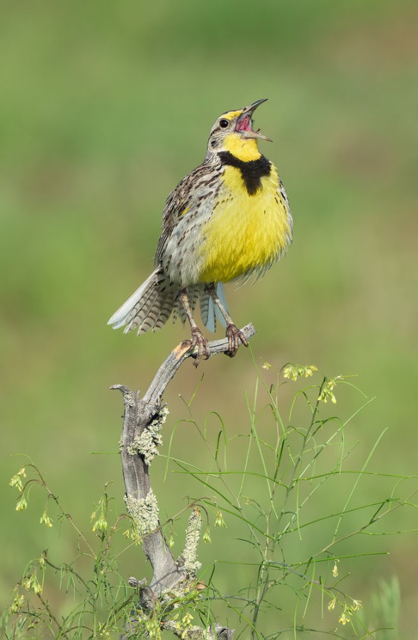 Western Meadowlark in Hedge Mustard