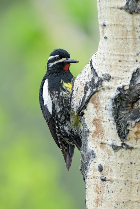 Williamson's Sapsucker