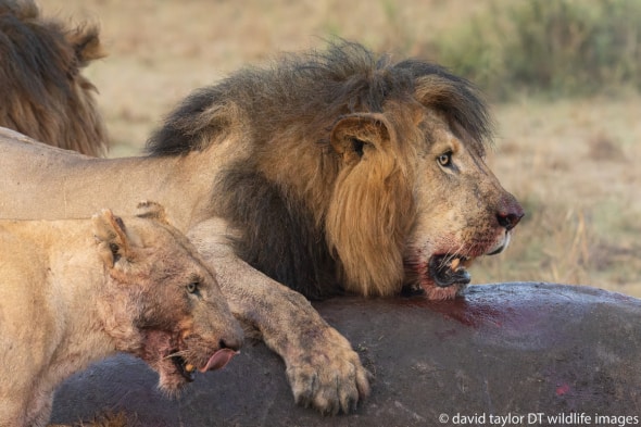 Lions at a Hippo Kill 
