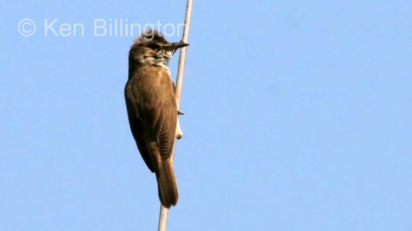 Great Reed Warbler (Acrocephalus arundinaceus) 