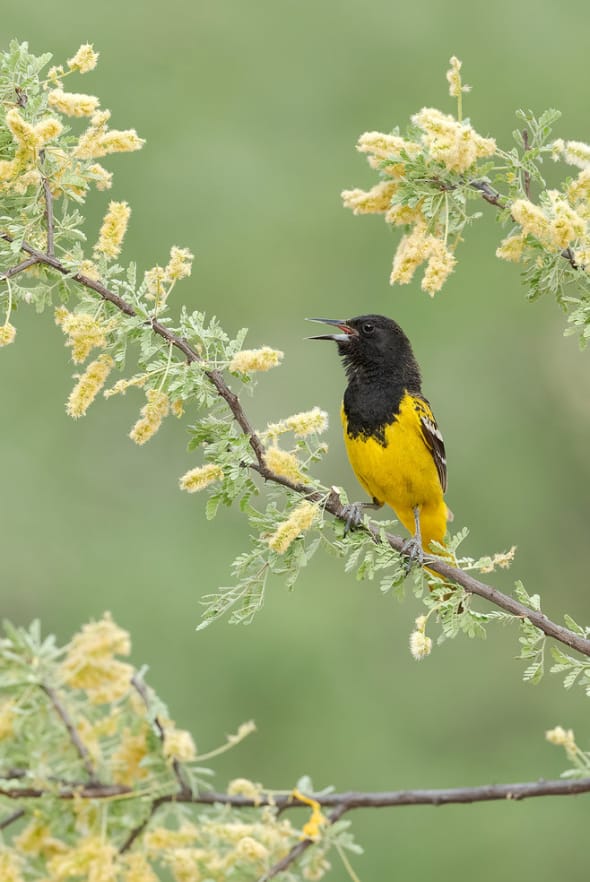 Scott’s Oriole Male on Catclaw Acacia